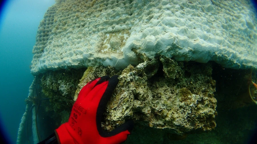 Géogrilles monoaxiales